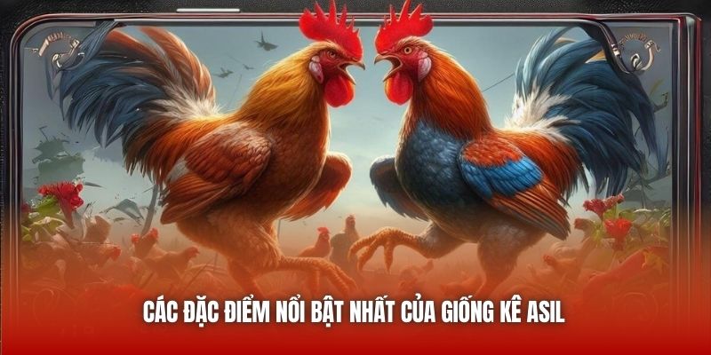 Các đặc điểm nổi bật nhất của giống kê Asil