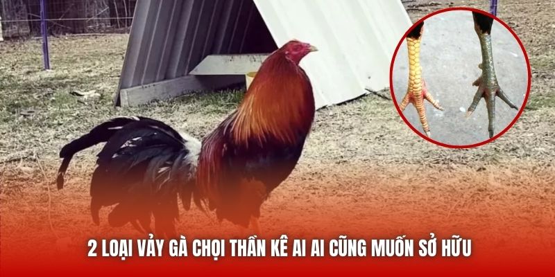 2 loại vảy gà chọi thần kê ai ai cũng muốn sở hữu