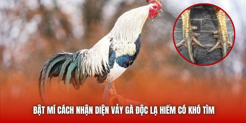 Bật mí cách nhận diện vảy gà độc lạ hiếm có khó tìm