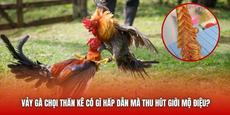 Vảy gà chọi thần kê có gì hấp dẫn mà thu hút giới mộ điệu?