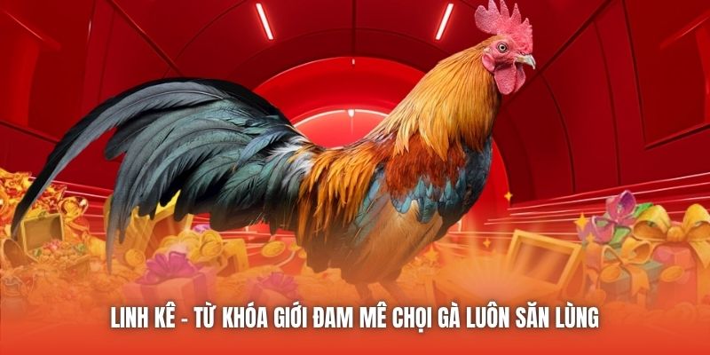 Linh kê - từ khóa giới đam mê chọi gà luôn săn lùng