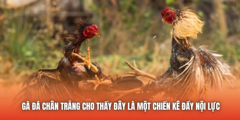 Gà đá chân trắng cho thấy đây là một chiến kê đầy nội lực