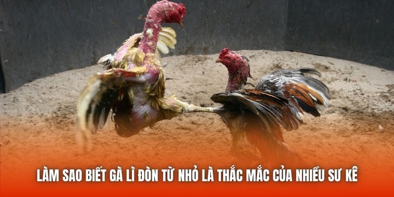 Làm sao biết gà lì đòn từ nhỏ là thắc mắc của nhiều sư kê