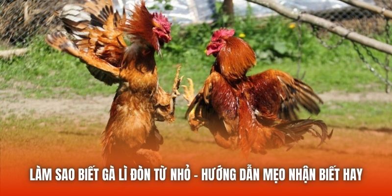 Làm Sao Biết Gà Lì Đòn Từ Nhỏ - Hướng Dẫn Mẹo Nhận Biết Hay